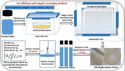 How to simply and efficiently screen microbial strains capable of anaerobic biosynthesis of biosurfactants: Method establishment, influencing factors and application example evaluation